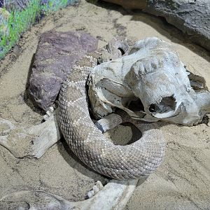 Riverside Reptiles - Western diamondback