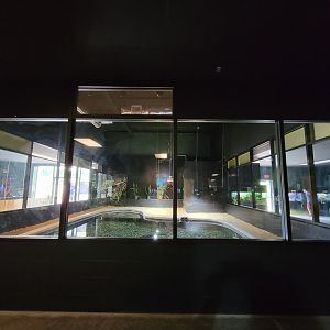 Riverside Reptiles - American alligator