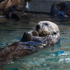 Sea otter (Enhydra lutris)