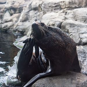 Northern fur seal (Callorhinus ursinus)