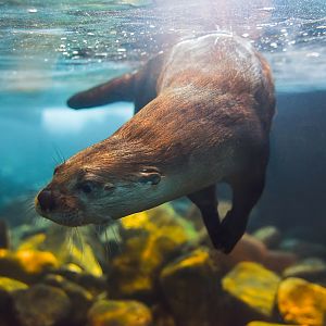 North American river otter (Lontra canadensis)
