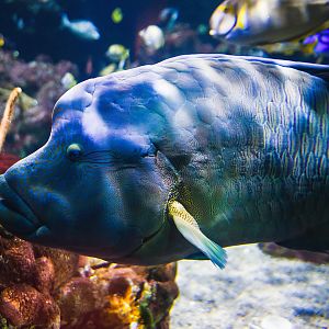 Humphead wrasse (Cheilinus undulatus)