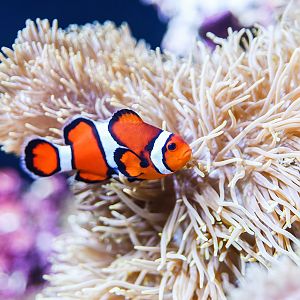 Ocellaris clownfish (Amphiprion ocellaris)