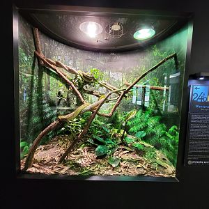 Riverside Reptiles - Western green mamba