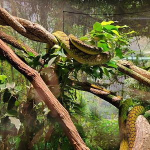 Riverside Reptiles - Western green mamba