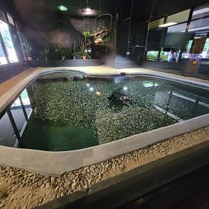 Riverside Reptiles - American alligator