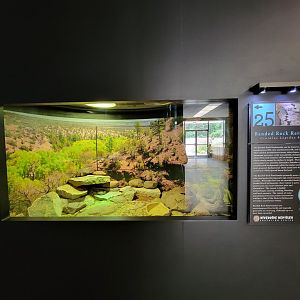 Riverside Reptiles - Banded rock rattlesnake