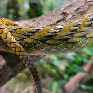 Riverside Reptiles - Western green mamba