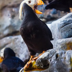 Tufted puffin (Fratercula cirrhata)