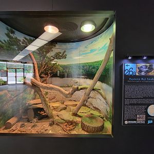 Riverside Reptiles - Eastern copperhead, eastern rat snake