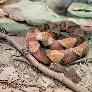 Riverside Reptiles - Eastern copperhead
