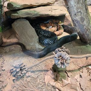 Riverside Reptiles - Eastern copperhead, eastern rat snake