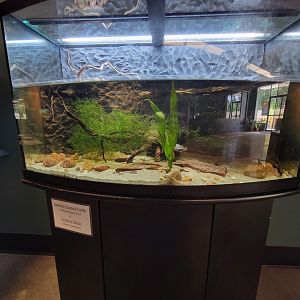 Riverside Reptiles - Eastern painted turtle, greater siren