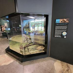 Riverside Reptiles - Alligator snapping turtle