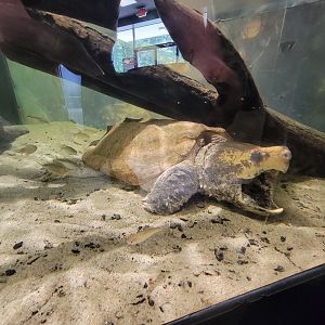 Riverside Reptiles - Alligator snapping turtle