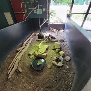 Riverside Reptiles - Bearded dragons, blue-tongued skink