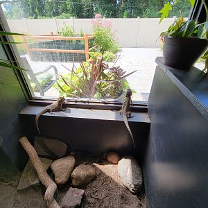 Riverside Reptiles - Bearded dragons