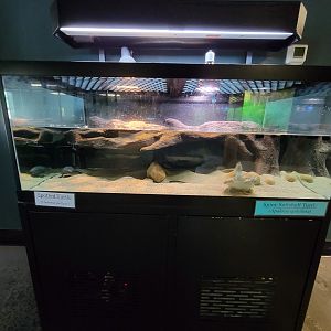 Riverside Reptiles - Spotted turtle, spiny softshell turtle