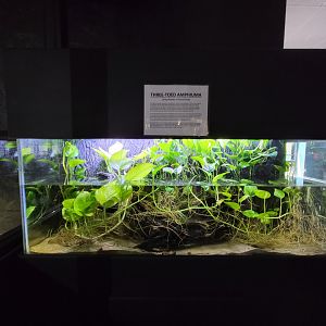 Riverside Reptiles - Three-toed amphiuma