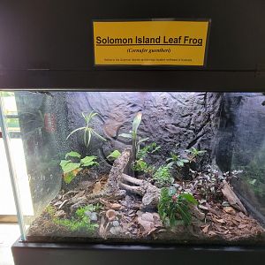 Riverside Reptiles - Solomon island leaf frog
