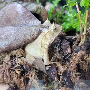 Riverside Reptiles - Solomon island leaf frog