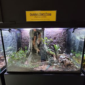 Riverside Reptiles - "Mint" golden dart frogs