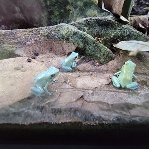 Riverside Reptiles - "Mint" golden dart frogs