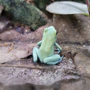 Riverside Reptiles - "Mint" golden dart frogs