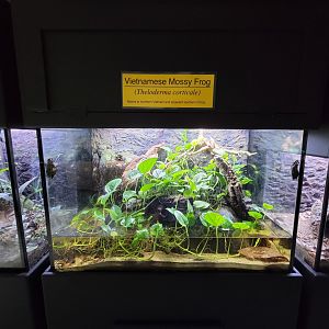 Riverside Reptiles - Vietnamese mossy frogs