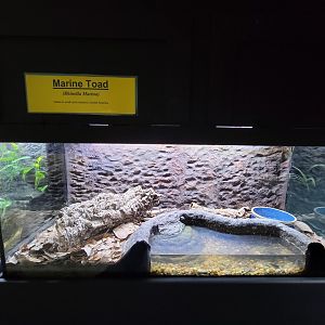 Riverside Reptiles - Marine toad