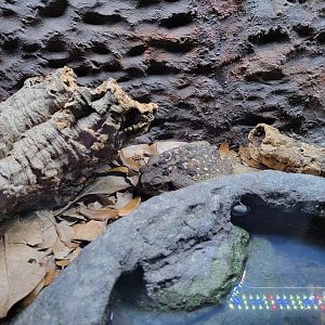 Riverside Reptiles - Marine toad