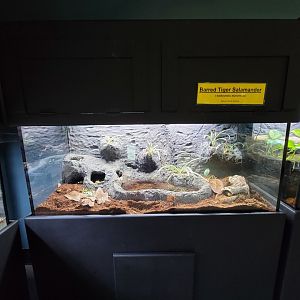 Riverside Reptiles - Barred tiger salamanders