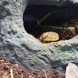 Riverside Reptiles - Barred tiger salamanders