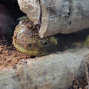 Riverside Reptiles - Barred tiger salamanders