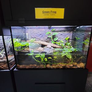 Riverside Reptiles - Green frog