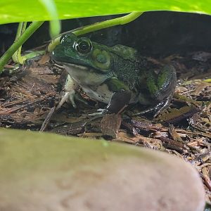 Riverside Reptiles - Green frog