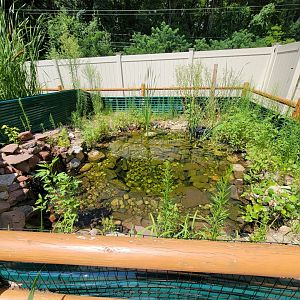 Riverside Reptiles - Outside turtle ponds