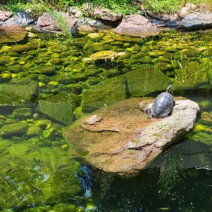Riverside Reptiles - Outside turtle ponds