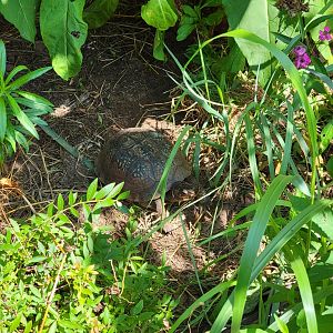 Riverside Reptiles - Outside turtle ponds