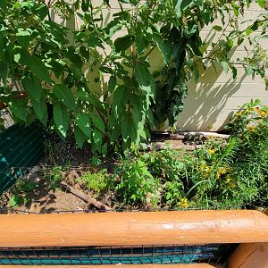 Riverside Reptiles - Outside turtle ponds