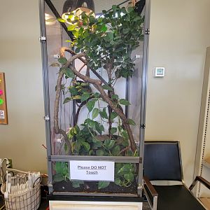 Riverside Reptiles - Veiled chameleon