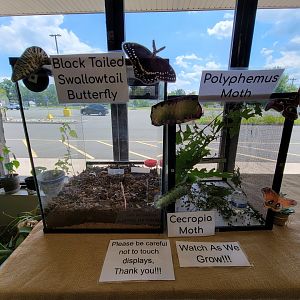 Riverside Reptiles - Caterpillars