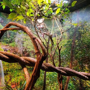 Riverside Reptiles - Veiled chameleon