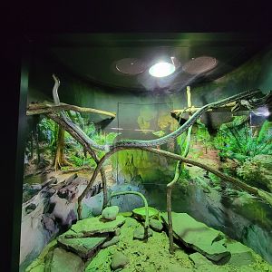 Riverside Reptiles - Blue beauty snake stretched out