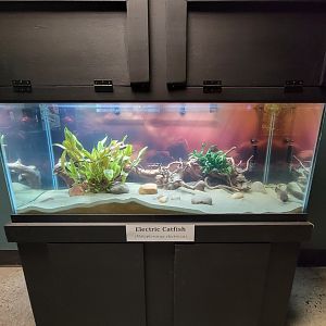 Riverside Reptiles - Electric catfish