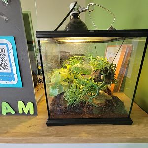 Riverside Reptiles - Rough green snake