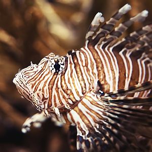 Red lionfish (Pterois volitans)