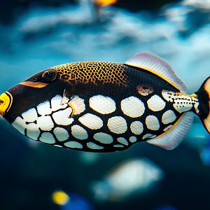 Clown triggerfish (Balistoides conspicillum)