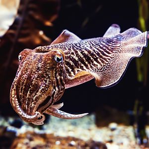 Common cuttlefish (Sepia officinalis)