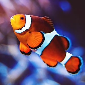 Ocellaris clownfish (Amphiprion ocellaris)